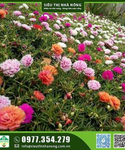 Hạt giống hoa 10h Mỹ kép mix