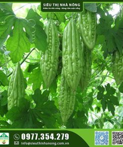 Hạt giống khổ qua F1