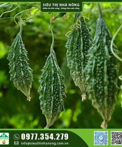 Hạt giống khổ qua gai xanh