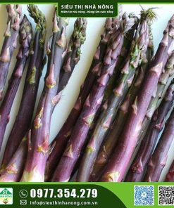 Hạt giống măng tây tím