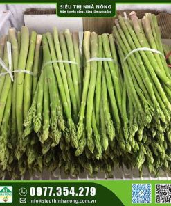 Hạt giống măng tây xanh