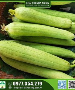 Hạt giống mướp hương