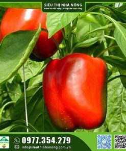 Hạt giống ớt chuông