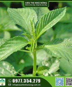 Hạt giống rau đay xanh