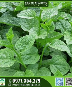 Hạt giống rau mồng tơi