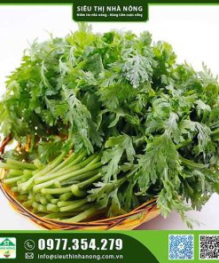 Hạt giống tần ô