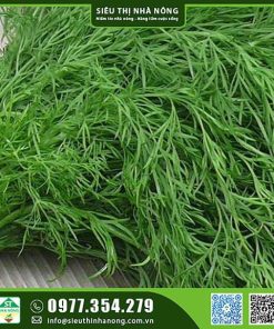 Hạt giống thì là