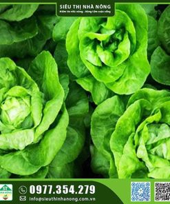 Hạt giống xà lách búp đăm