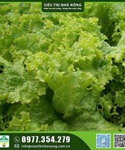 Hạt giống xà lách dúm vàng