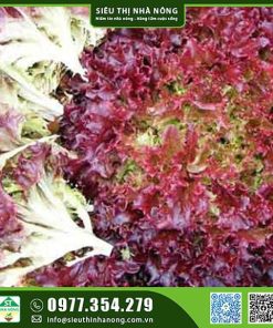 Hạt giống xà lách tím