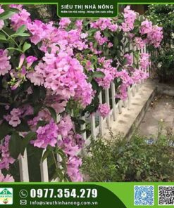 Hoa lan tỏi