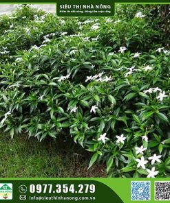 Cây mai vạn phúc