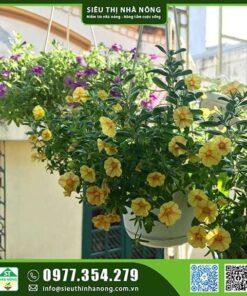 Cây triệu chuông