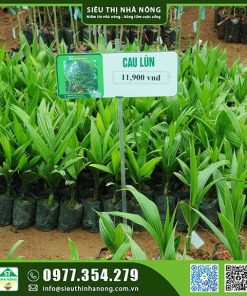 Cây cau lấy trái