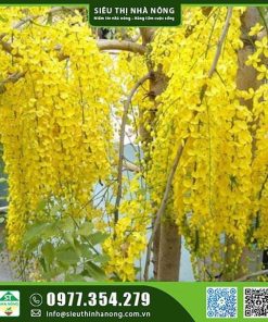 Cây muồng hoàng yến