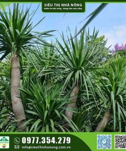 Cây phát tài núi