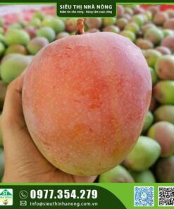 Xoài Úc