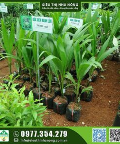 Dừa xiêm xanh lùn