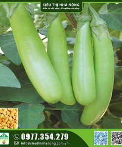 Hạt giống cà xanh
