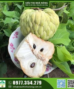 Mãng cầu hoàng hậu