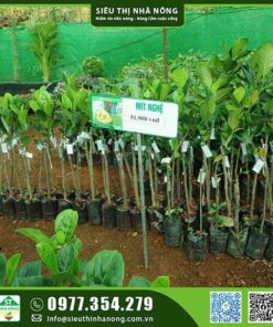 Mít nghệ cao sản