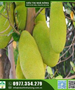 Mít quả dài