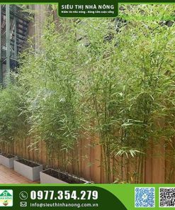 Cây trúc quân tự