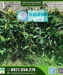 Vú sữa bơ hồng