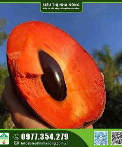 Hồng xiêm ruột đỏ khổng lồ