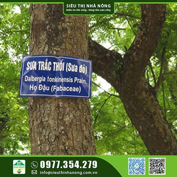 cây sưa là cây gì