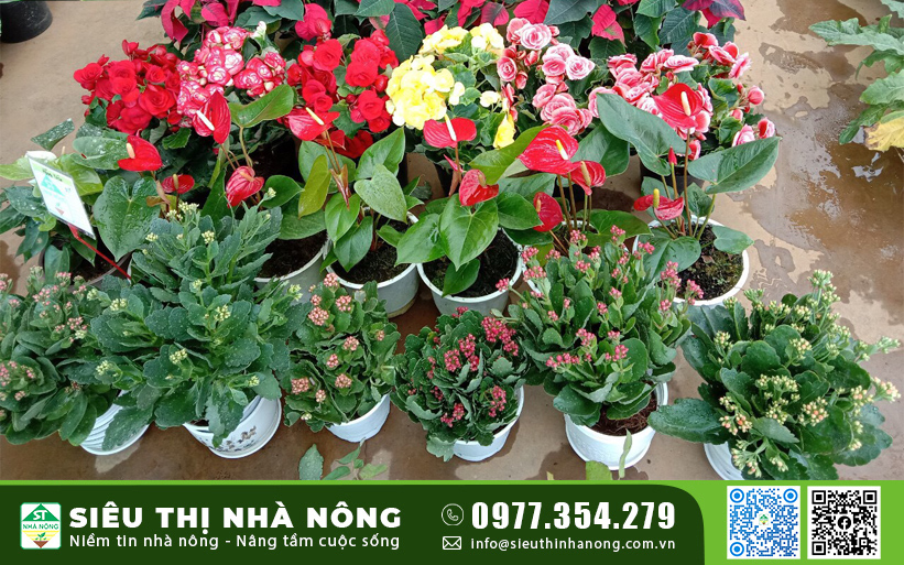 Hoa hồng siêu nụ