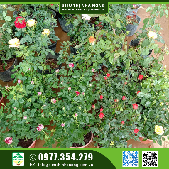 Hoa hồng siêu nụ