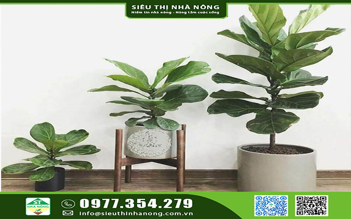 CÂY VĂN PHÒNG - CÂY NỘI THẤT