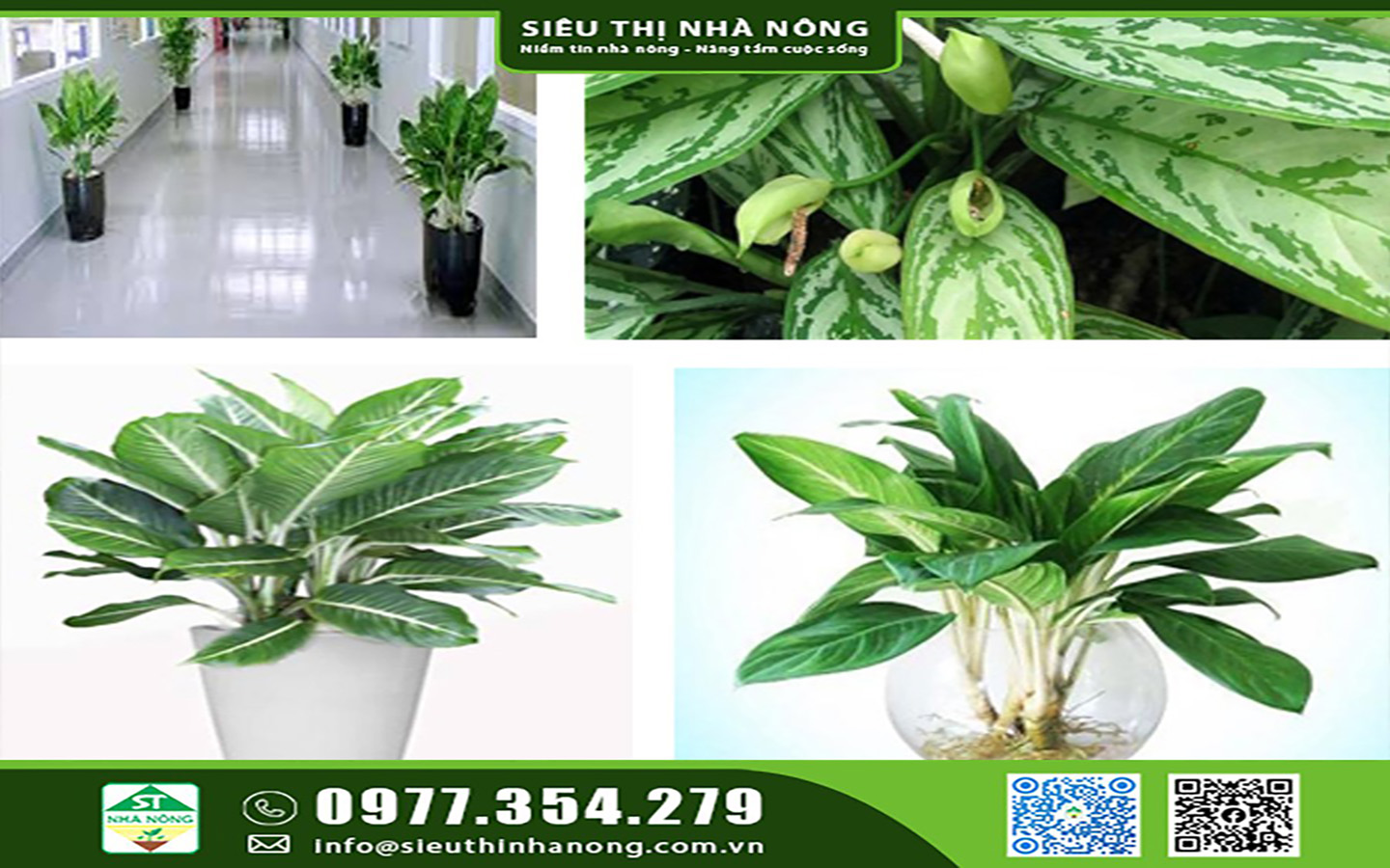 CÂY VĂN PHÒNG - CÂY NỘI THẤT