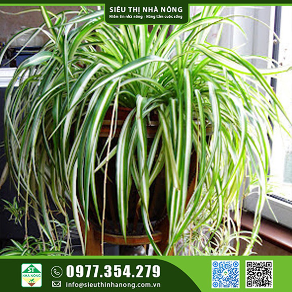 Hoa kiểng - Cây leo, chậu treo