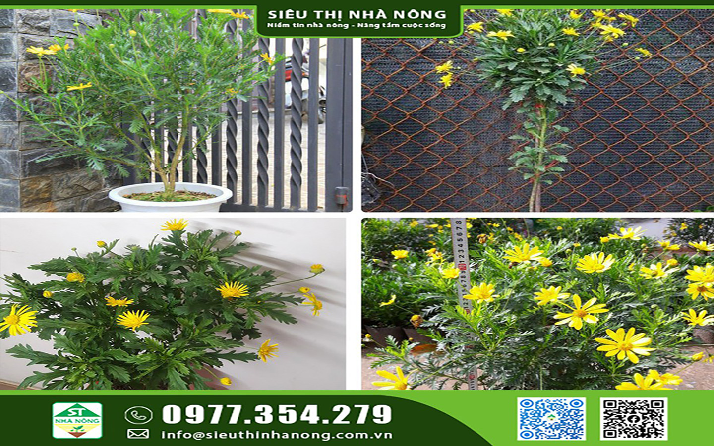 Hoa kiểng - Hoa cảnh