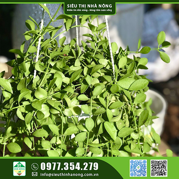 Hoa kiểng - Cây leo, chậu treo