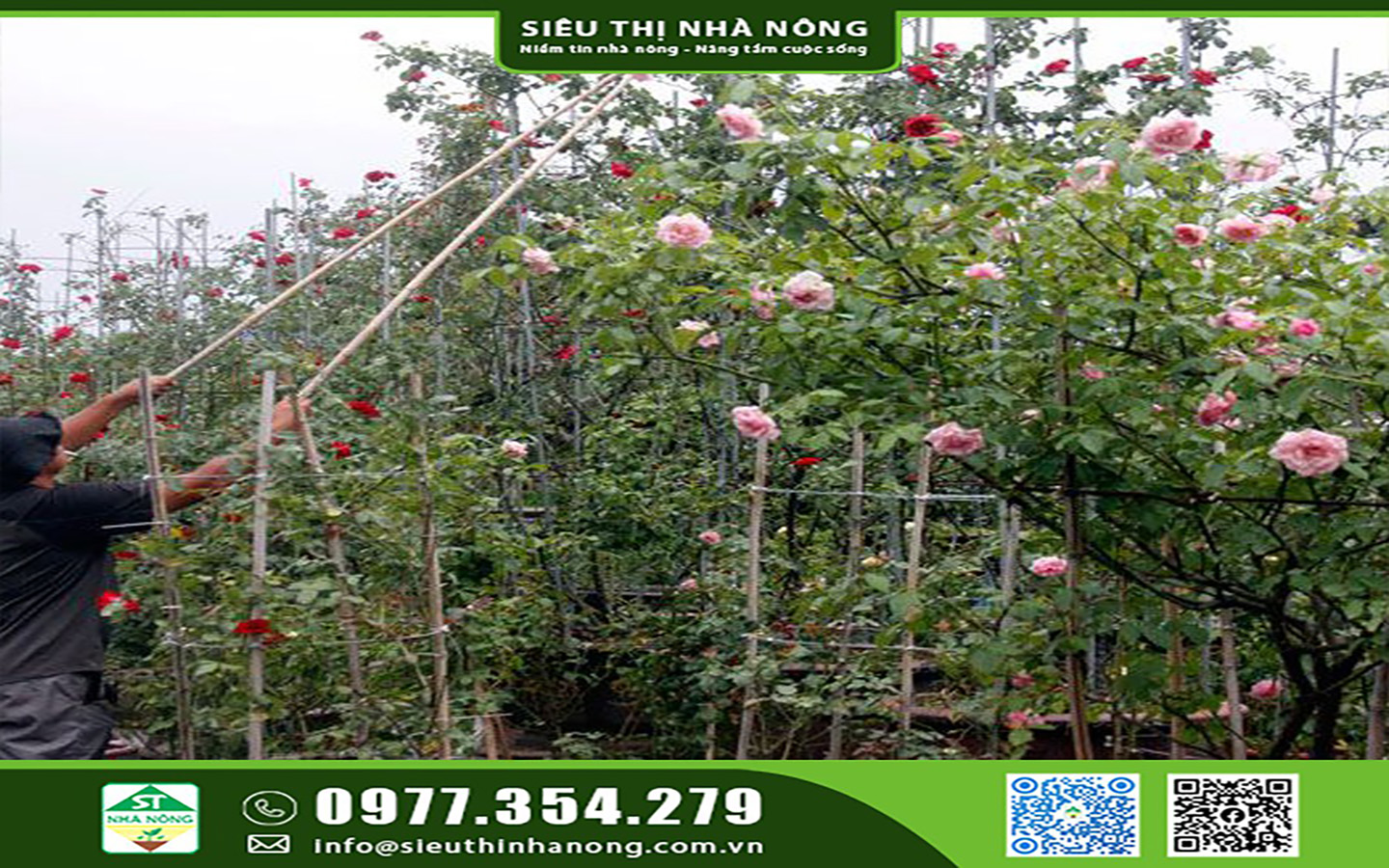 Hoa kiểng - Hoa cảnh