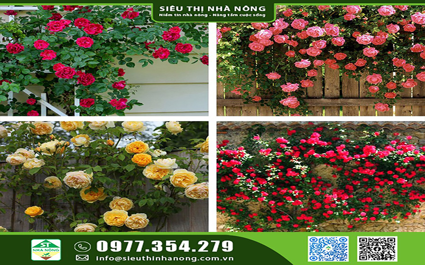 Hoa kiểng - Hoa cảnh