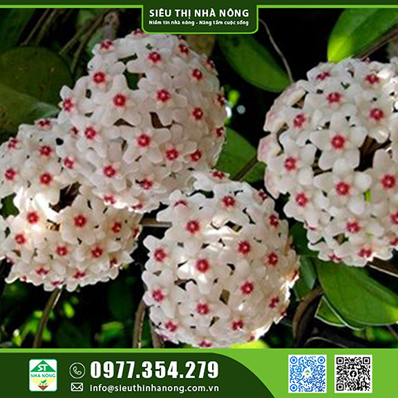 Hoa kiểng - Cây leo, chậu treo