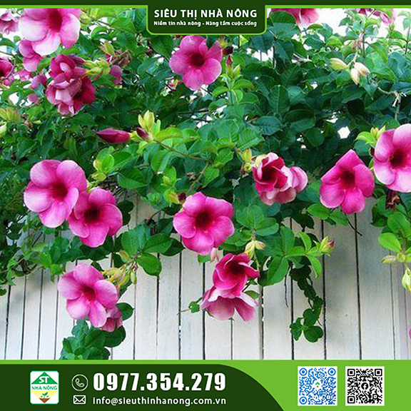 Hoa kiểng - Cây leo, chậu treo