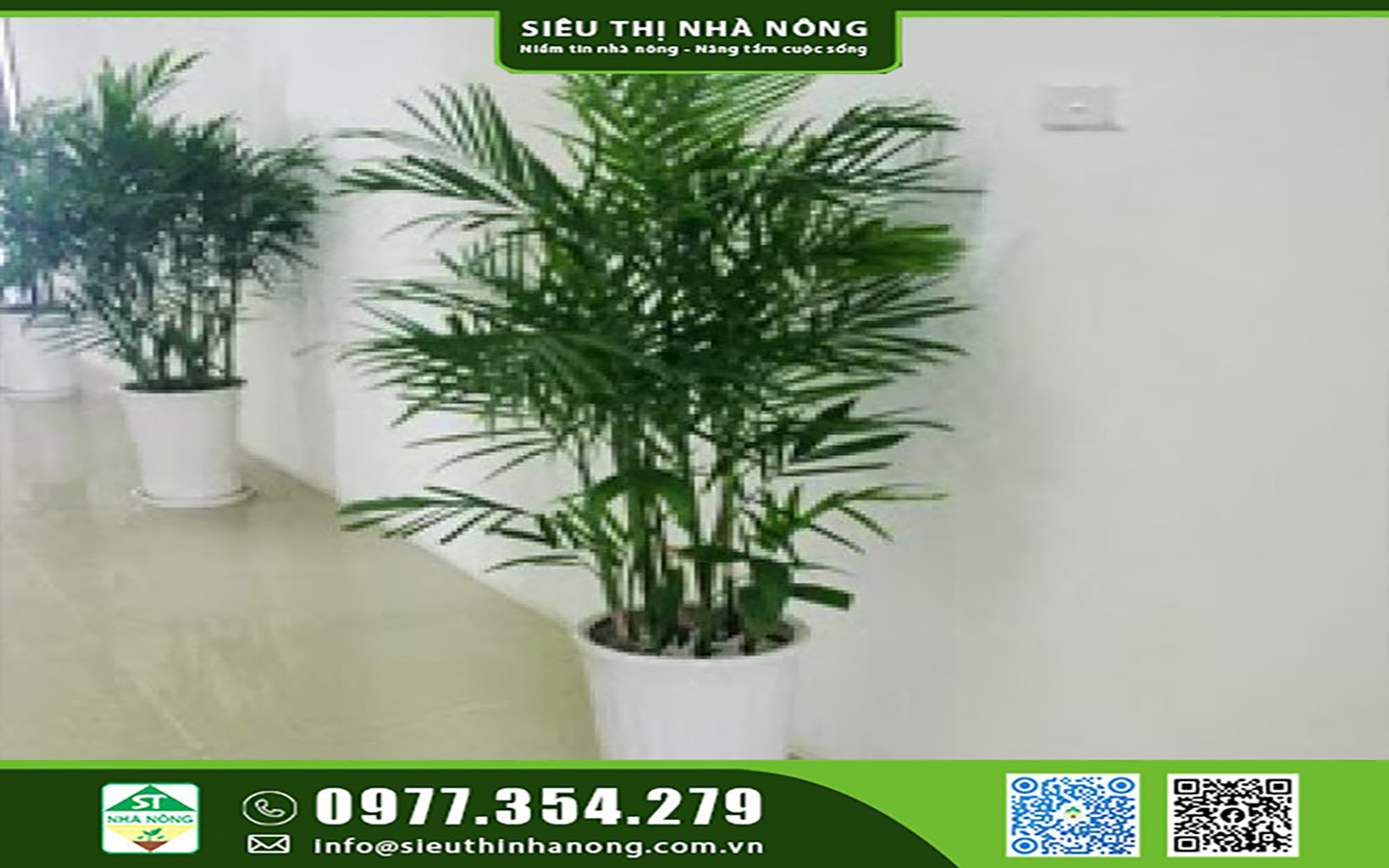 CÂY VĂN PHÒNG - CÂY NỘI THẤT