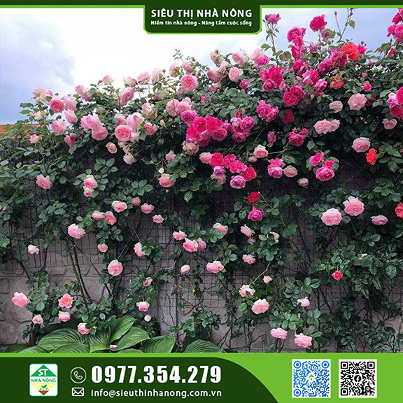 Hoa kiểng - Cây leo, chậu treo