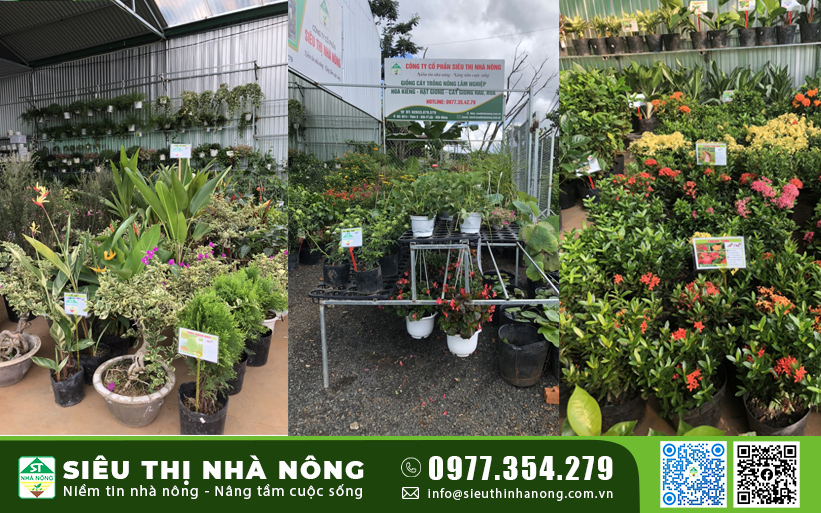 Siêu Thị Nhà Nông