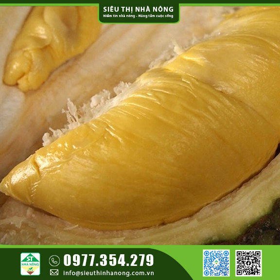 Giống Sầu riêng Ri6