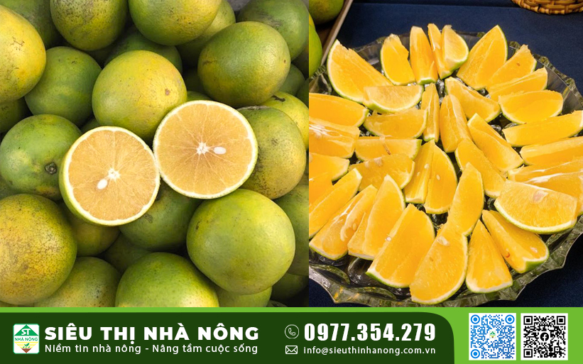 Cây Giống Cam Xoàn