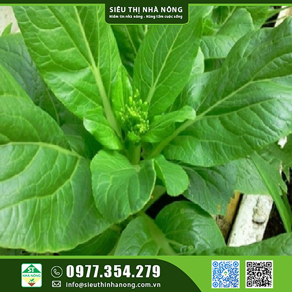 Top các hạt giống rau được trồng nhiều tại Lâm Đồng