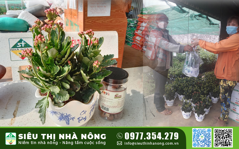 Cây Sống Đời