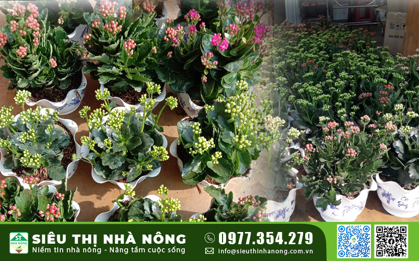 Cây Sống Đời