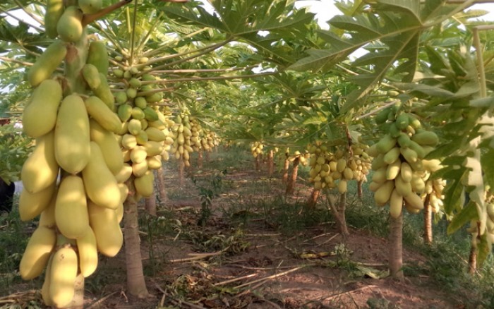 HẠT GIỐNG ĐU ĐỦ DA VÀNG TẠI ĐẮK NÔNG